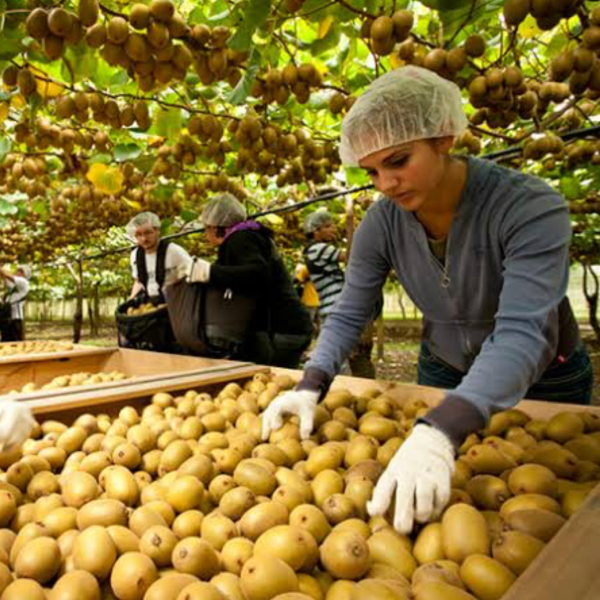 Packing kiwifruit into bins during harvest